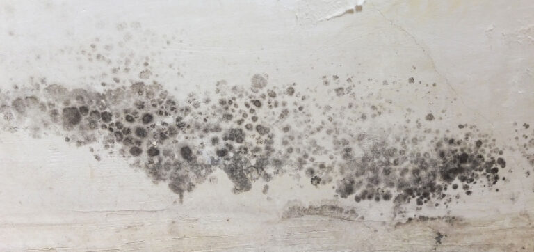 When Mold Creeps, Homes Breathe Again Safely When Mold Creeps, Homes Breathe Again Safely
